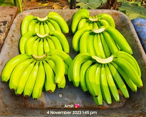 Fresh Indian Green Cavendish Bananas Sweet and Delicious Fruits High Quality Fresh Green Cavendish Bananas