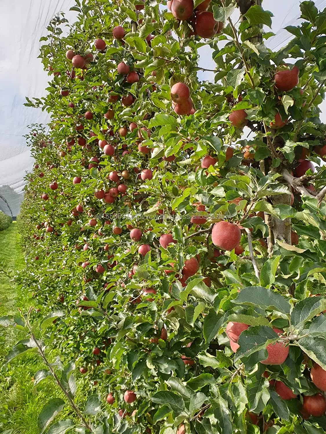Fuji Apples 3.jpg
