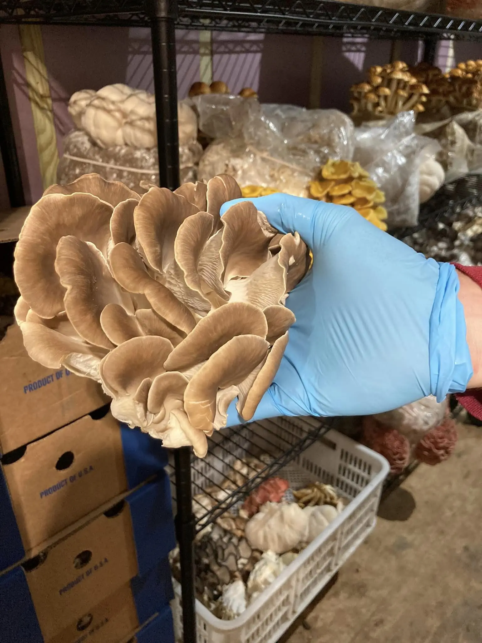 Fresh And Dried White Healthy Mushroom Available - Buy White Bottom ...