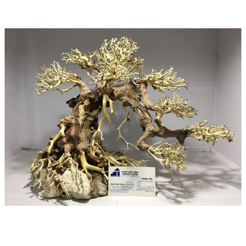 berg mammutbaum bonsai anzucht Bonsai Anzucht Set  Mini-Garten fr deinen eigenen Bonsai