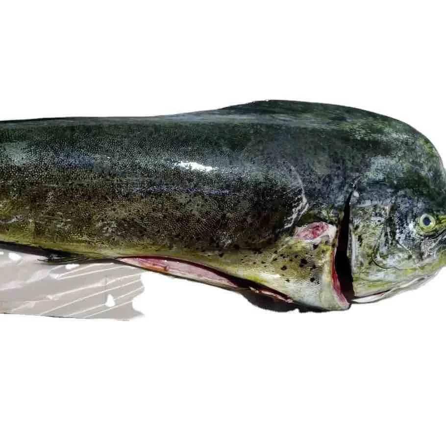Seafood Frozen Whole Mahi Mahi Fish With Wholesale Price Best Quality
