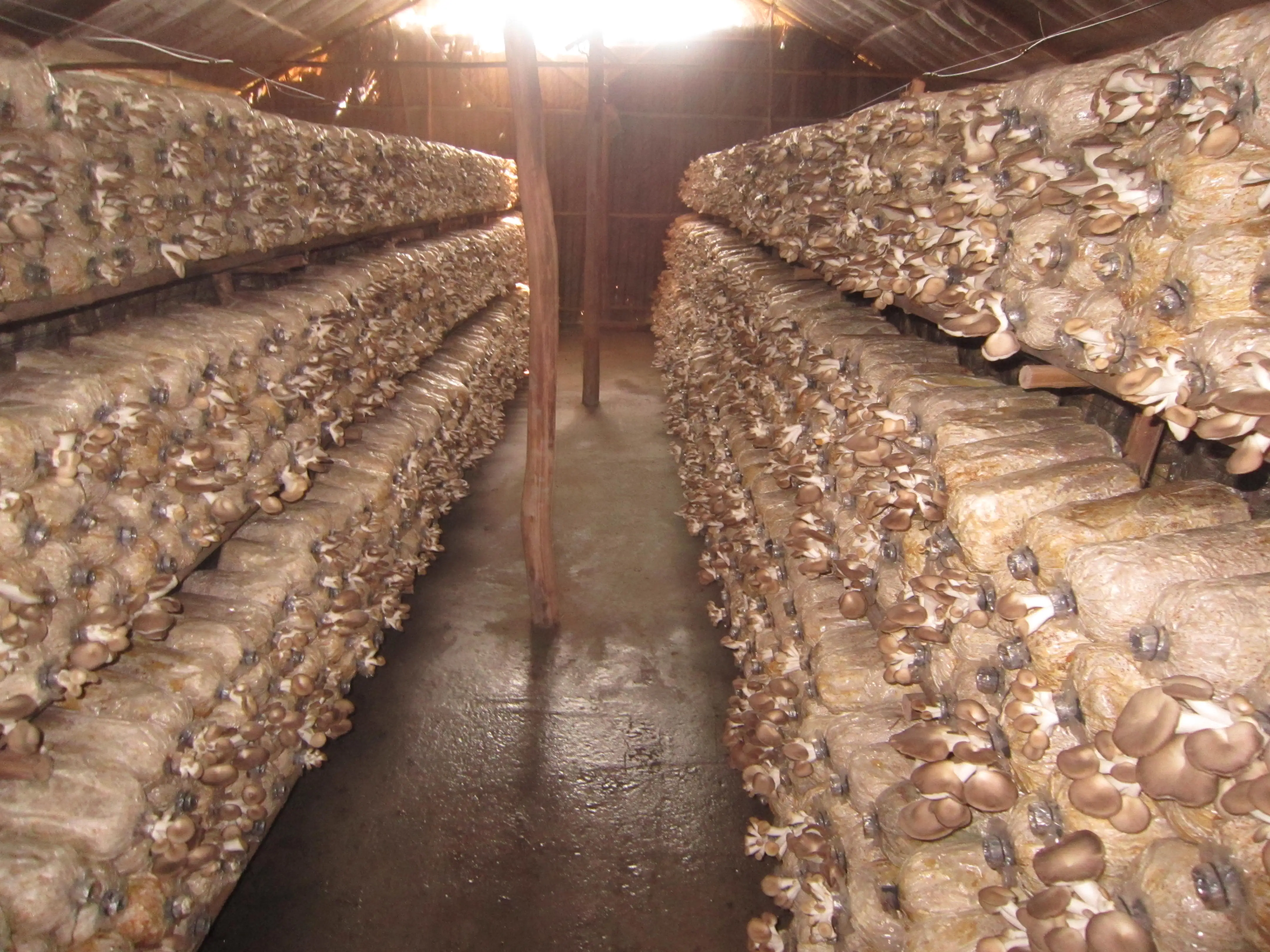 Vietnamese Best Price Exports Dried Wild Morel Mushroom In Vietnam