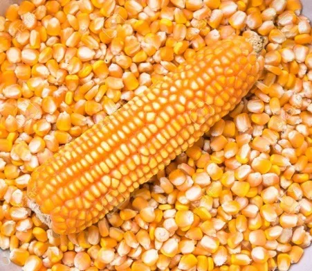 Organic Corn Non-GMO for Animal Feed Yellow Maize Wholesale Price