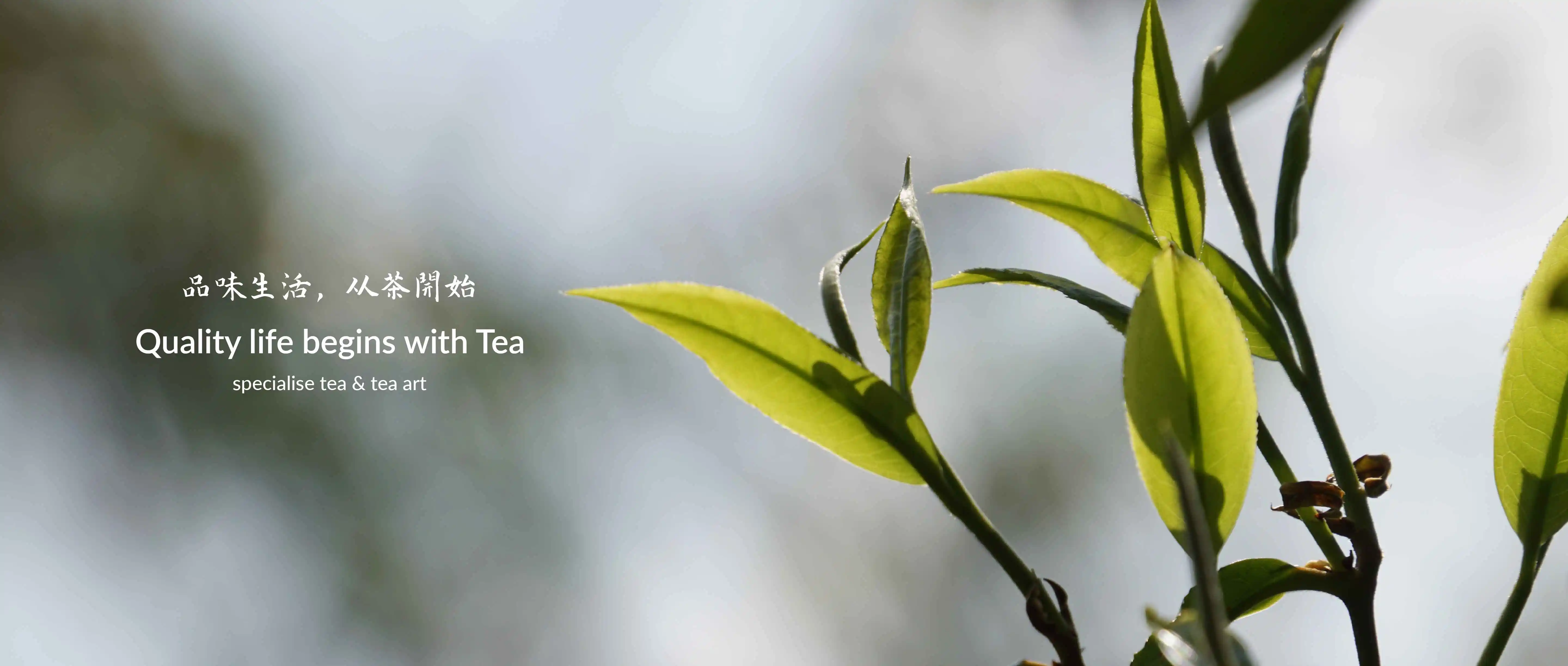 Premium Fresh Charcoal Roasted Tie Guan Yin Oolong Tea Leaves Good For