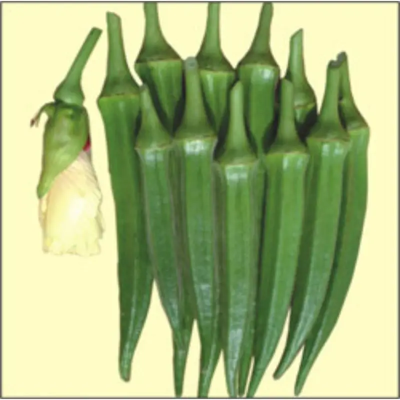 bhindi-20expoprt.jpg