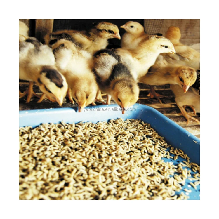 High Protein Broiler Concentrate Poultry Feed At Affordable Price Available In Bulk Quantity