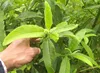 Verde pálido