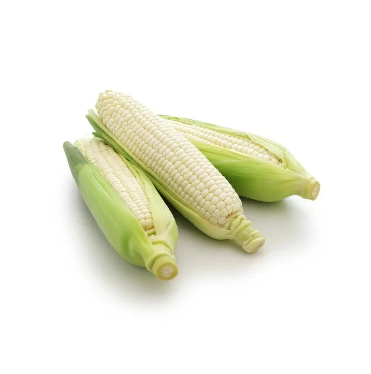 Yellow Corn & White Corn/maize For Human & Animal Feed At Wholesale ...