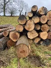 High Quality Chestnut Firewood Logs for Export to Asia From a Reputable Timber Exporter