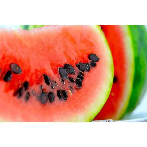 Price for Export Watermelon Seeds Kernel