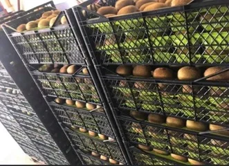 Свежие фрукты Kiwi 90 г в скрипиках и пластиковые картонные коробки турецкий оригинальный оптовая продажа свежих