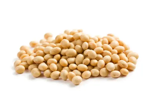 soybeans.jpg