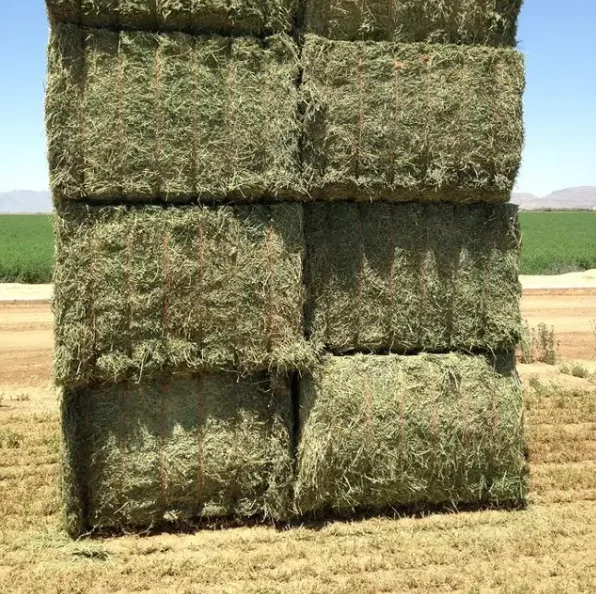 Fresh Alfalfa (lucerne) Hay/timothy Alfafa Hay/ Cheap Alfafa Hay For Animal Feeding Stuff