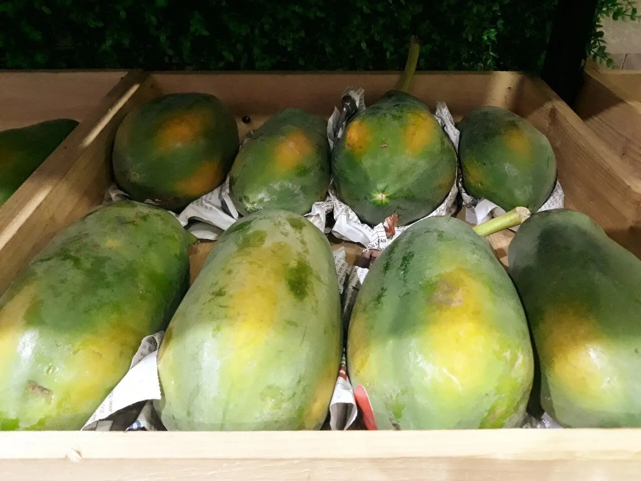 100% свежая Папайя-продукт высшего качества для продажи-конкурентоспособная цена от Вьетнама до экспортного
