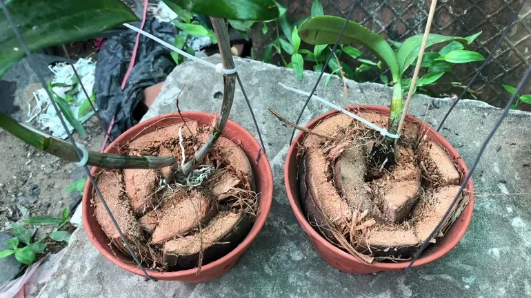 Picture of Dried Coco Husk Vietnam - Eco-Friendly Mulch & Bedding