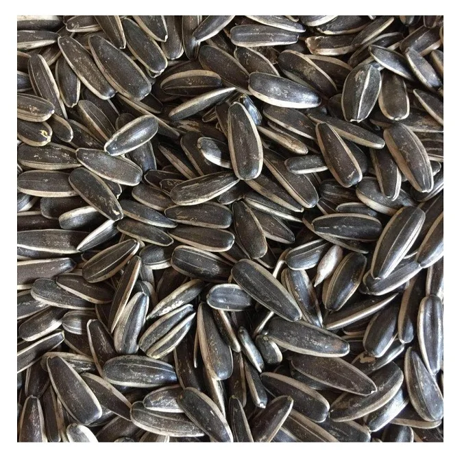 High Quality Sunflower Seeds Market Price With Export Sunflower Seeds