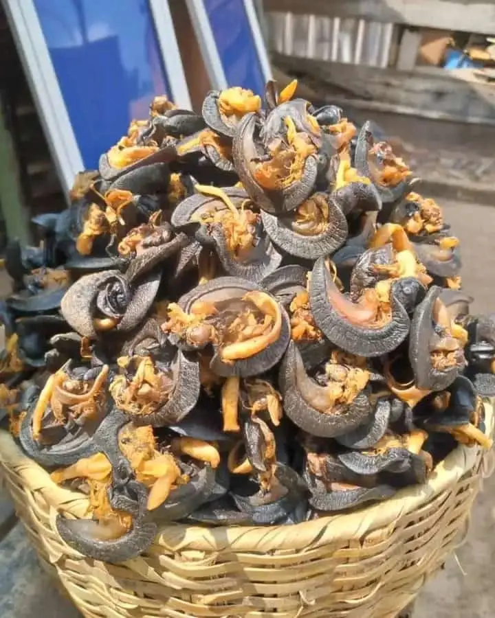 Giant African Land Snails For Sale,High Quality Edible Snails Frozen