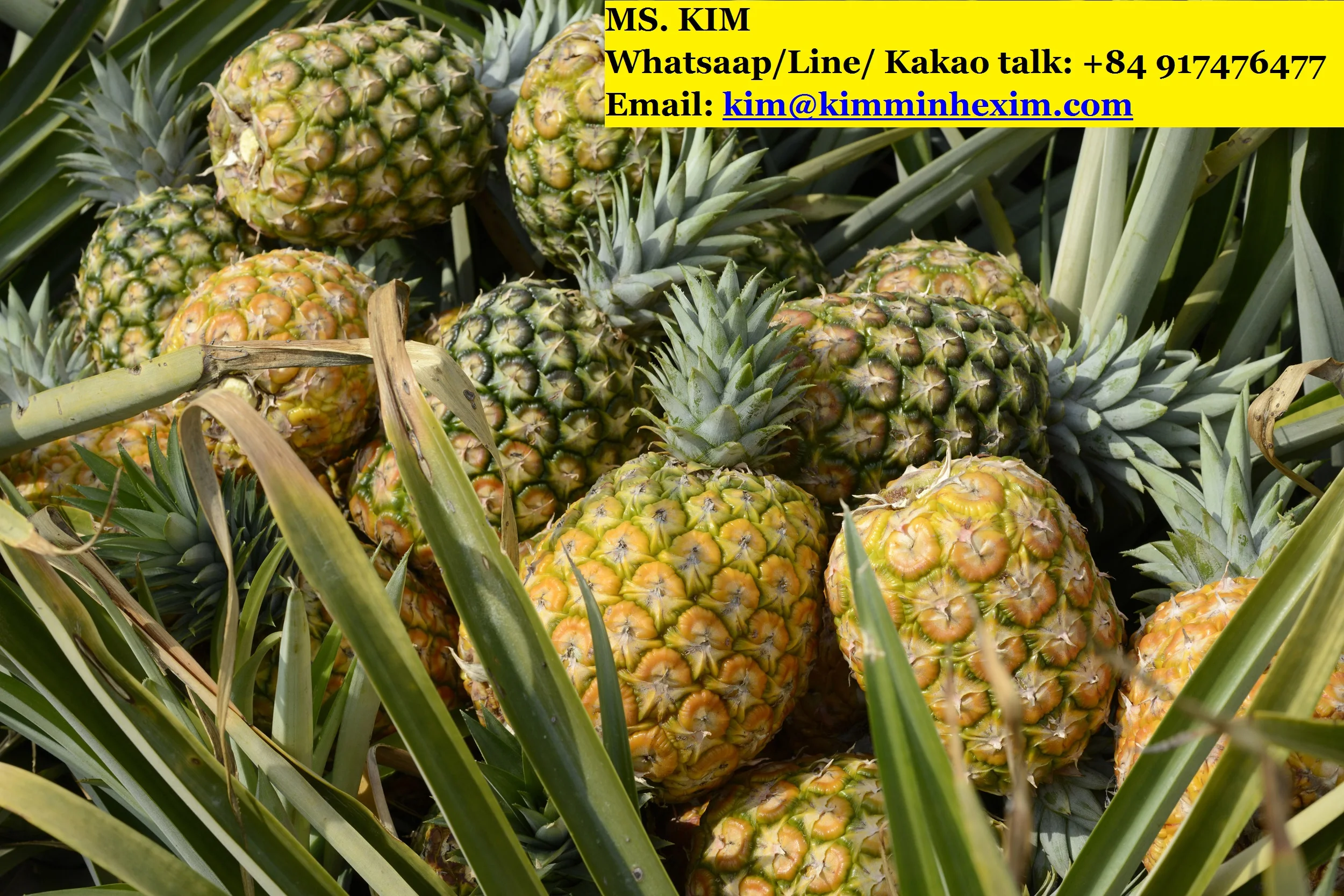 Fresh Pineapples With Cheap Price Hp 0084 917 476 477 Buy Fresh