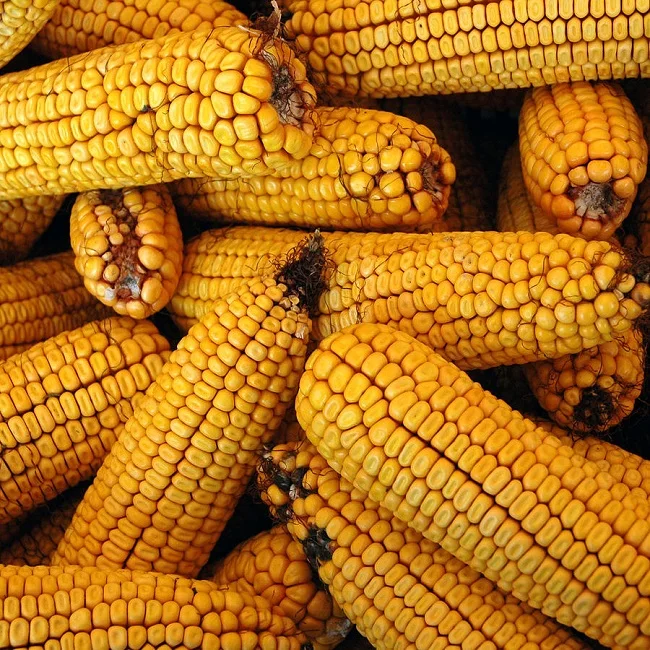 Yellow Corn / White Corn / Maize for Sale Yellow Corn Grade 1 Specification Wheat Grain for Animal Feed Grade