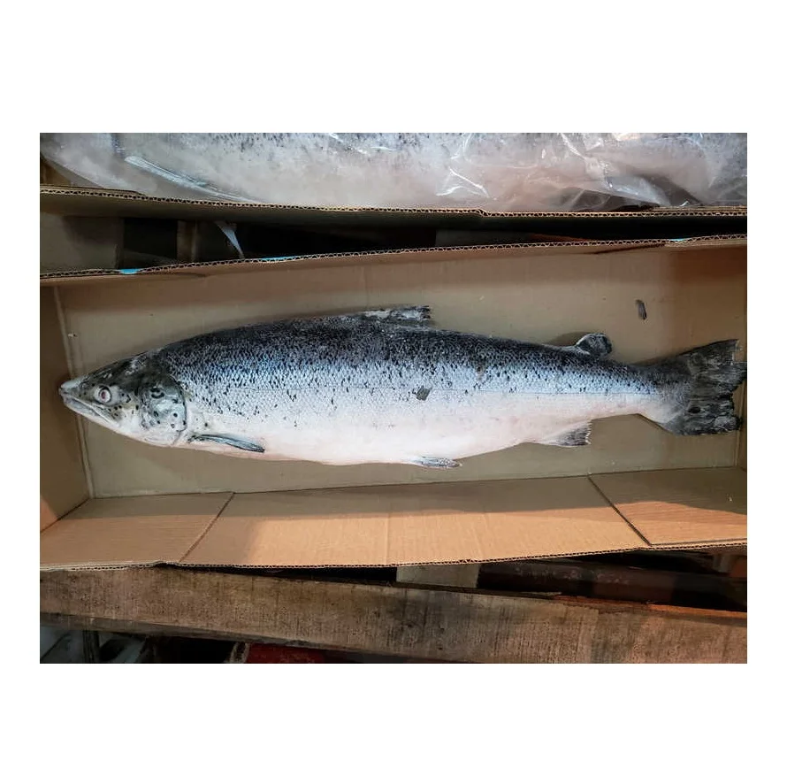 Salmon Fish Frozen Fillet Fresh And Frozen Atlantic Salmon Fish/whole