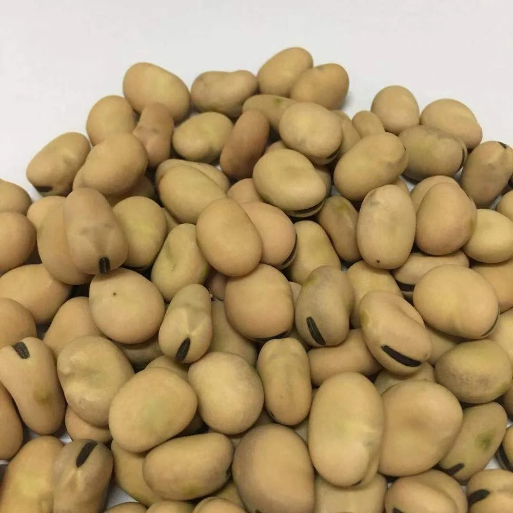 Golden Supplier Of Dry Fava Beans /broad Beans In Shell 5060 Buy High Quality Ethiopian Faba