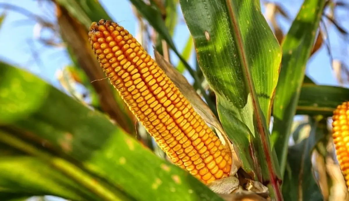 Fresh Organic Dried Glutinous Yellow Corn Maize High Quality Sweet Corn Seed Bulk in 50kg Packaging Bags