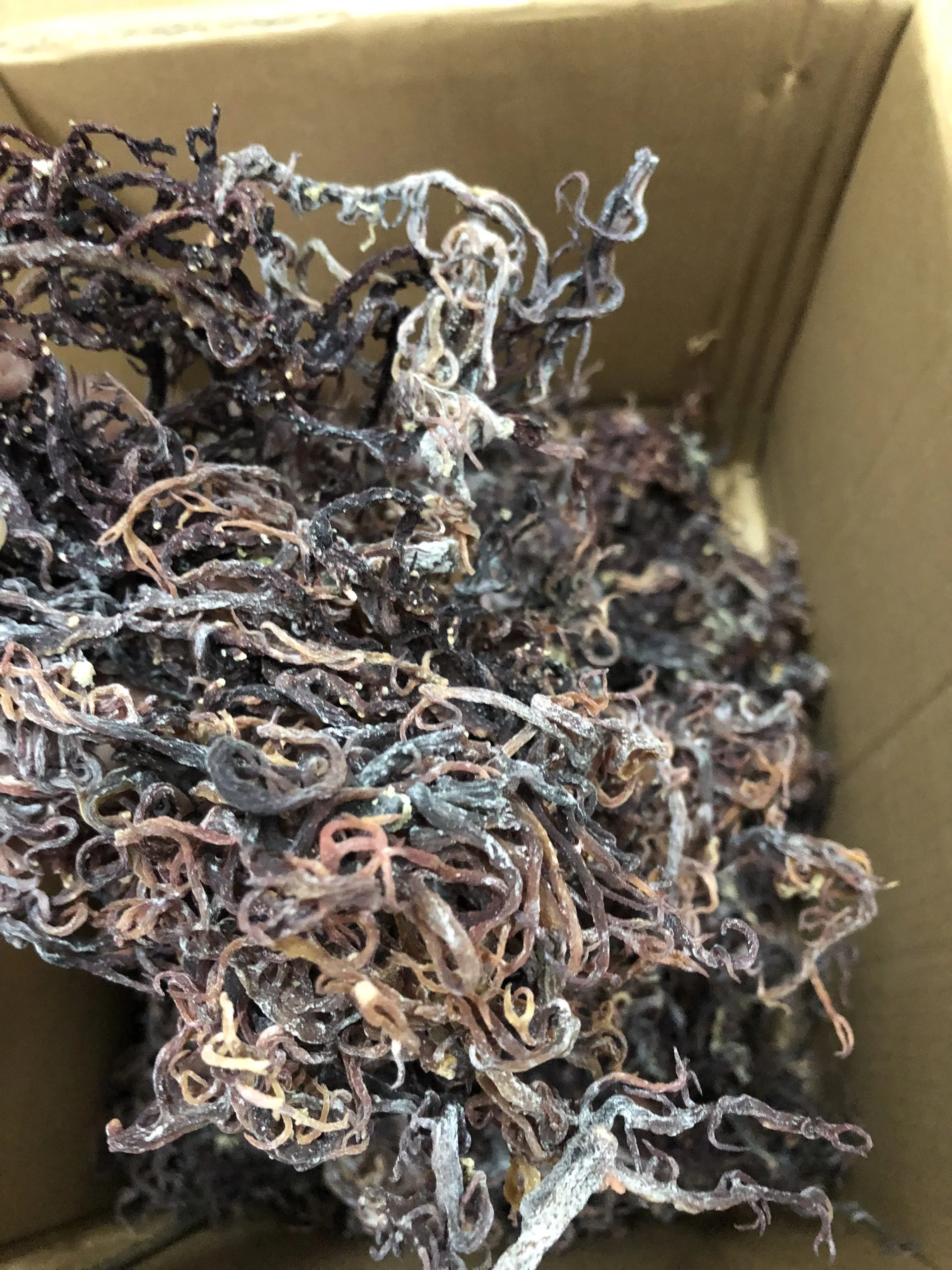 Purple Sea Moss (Gracilaria) - Dried (60g) – GA VITALS