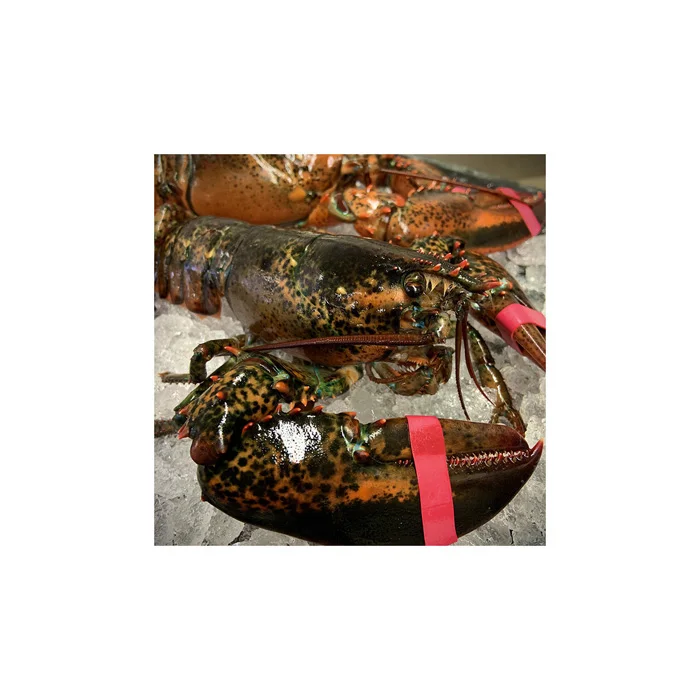 Frozen Style Packaging Lobster Lobsters / Frozen Lobster Tails For Sale