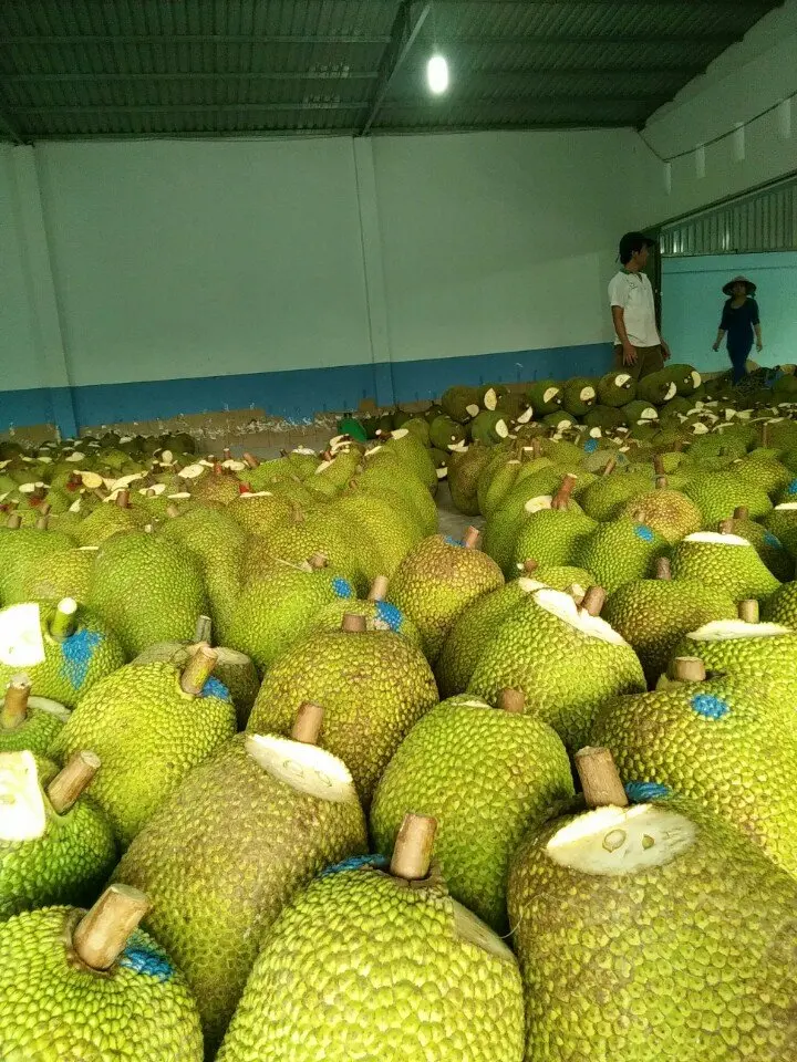 Hot Export 2024 Dried Jackfruit Chip With Competitive Price Buy