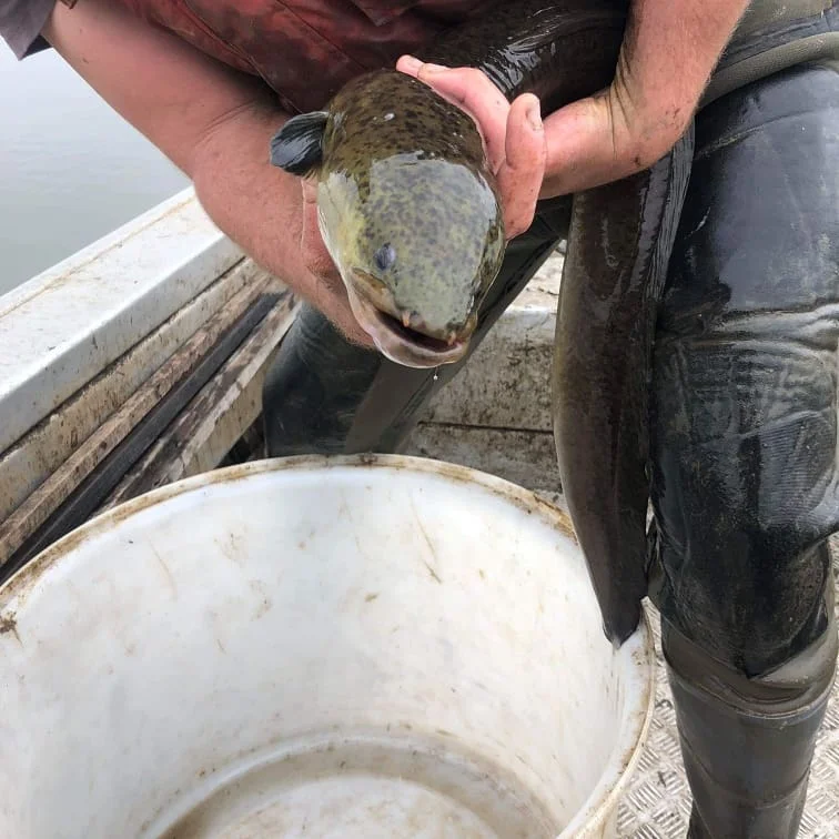 Factory Direct High Quality Frozen Eel Fish Whole Frozen Fresh Conger