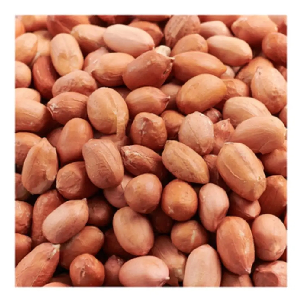 Fresh India Origin Raw Bold Peanuts 80/90 Count Premium Quality Snack For B�klzzwxh:0118��klzzwxh:0119��klzzwxh:0120� Fresh India Origin Raw Bold Peanuts 80/90 Count Premium Quality Snack For B�klzzwxh:0118��klzzwxh:0119��klzzwxh:0120�