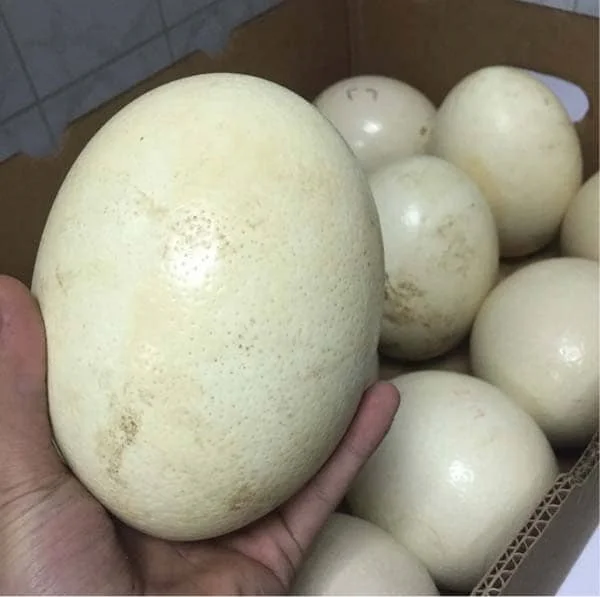 Good Fertile Ostrich Eggs And Chicks For Sale Buy Fresh Fertile