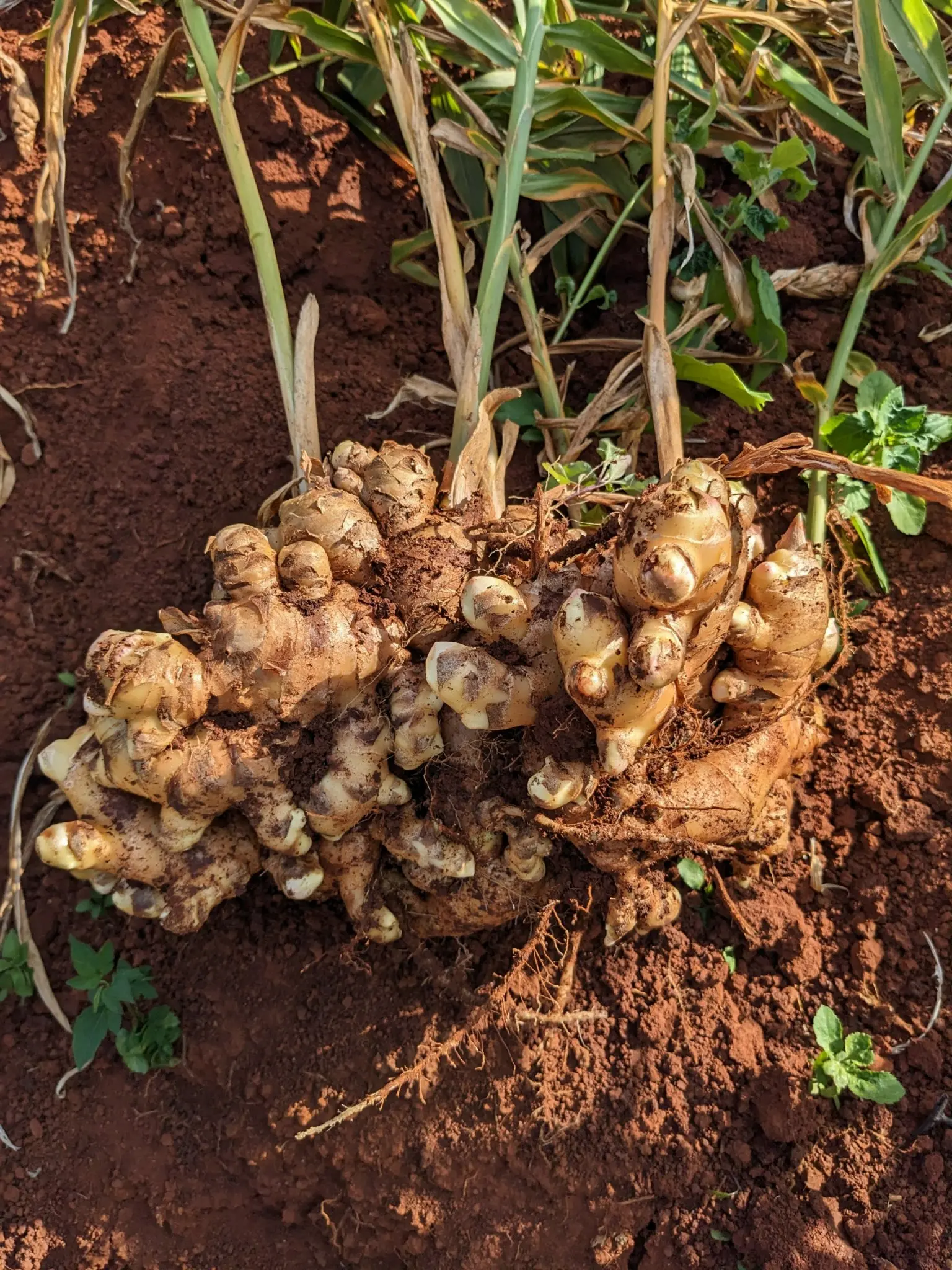 Fresh Ginger Fro Buyer Dried Ginger Supplier From Vietnam For Sale Natural Quality And Good