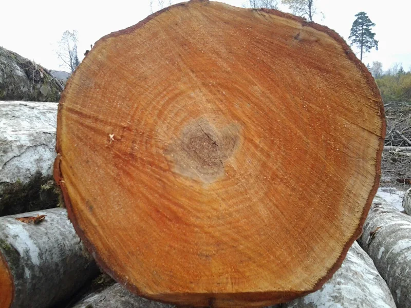Alder Logs for Sawmills Alder Logs for Lumber Production Alder Timber Supplier