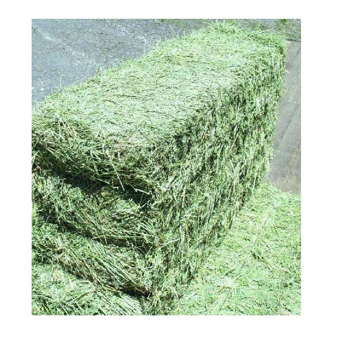 Alfalfa Hay Special Prices Only For Gulf Region And Arab Countries