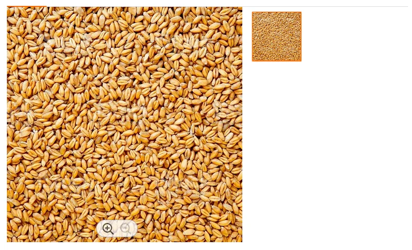 wheat7.PNG