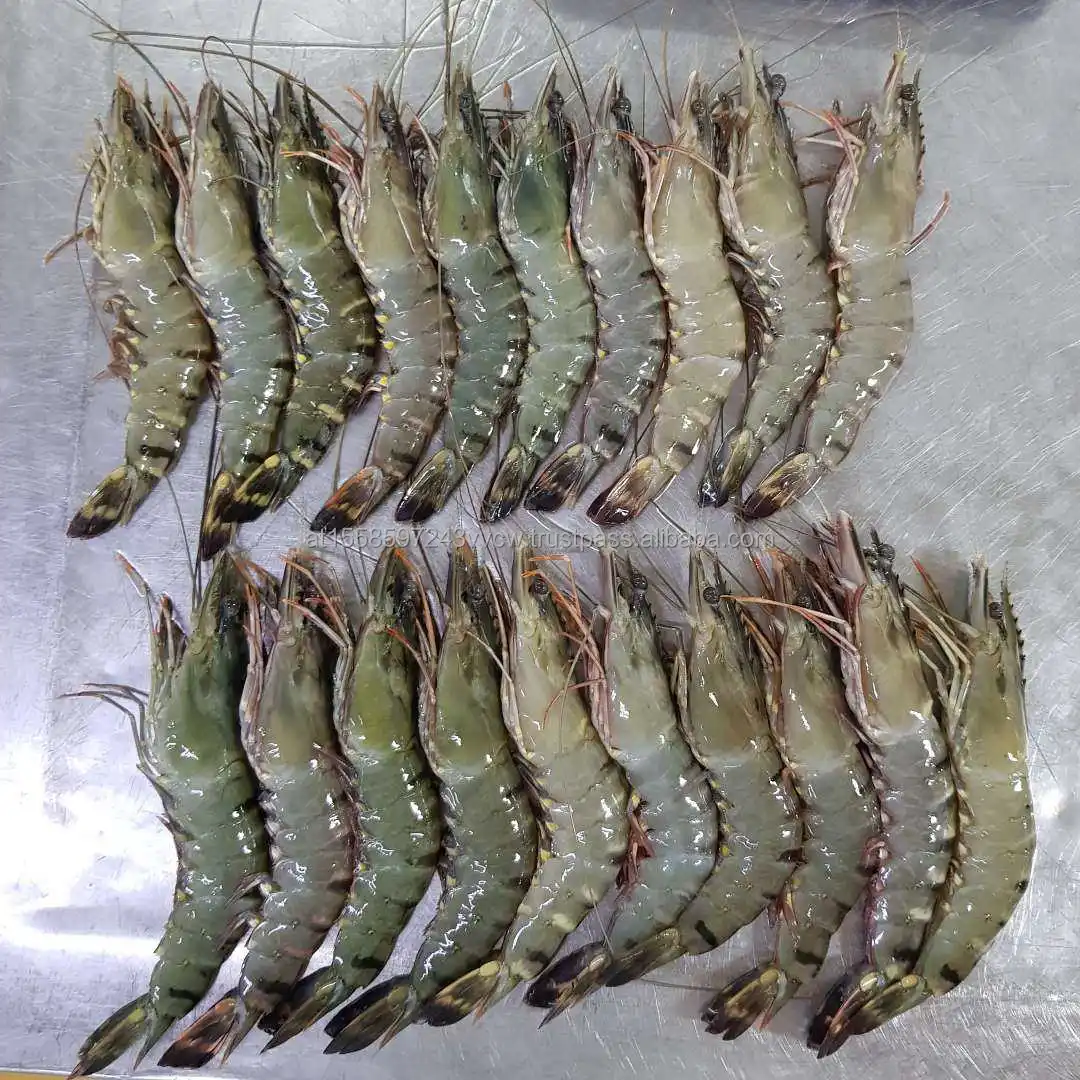 black tiger shrimpssss.jpeg