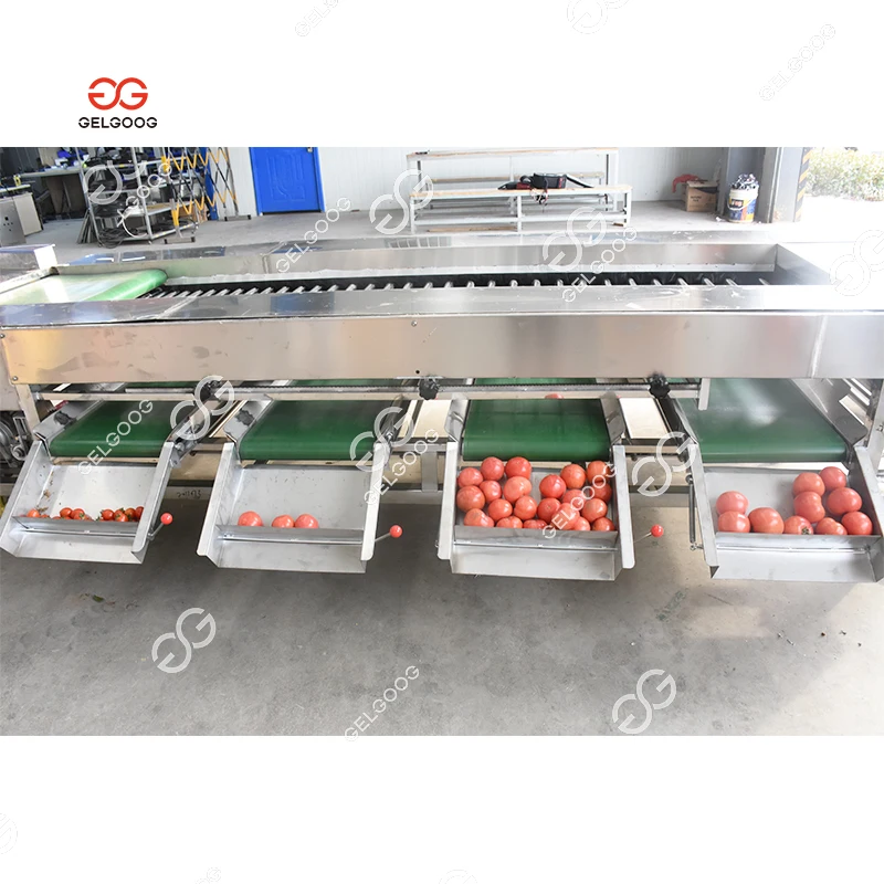 Gelgoog Automatic Chestnut Sweet Potato Sorting Machine Price Electric Potato Calibrator Sorter