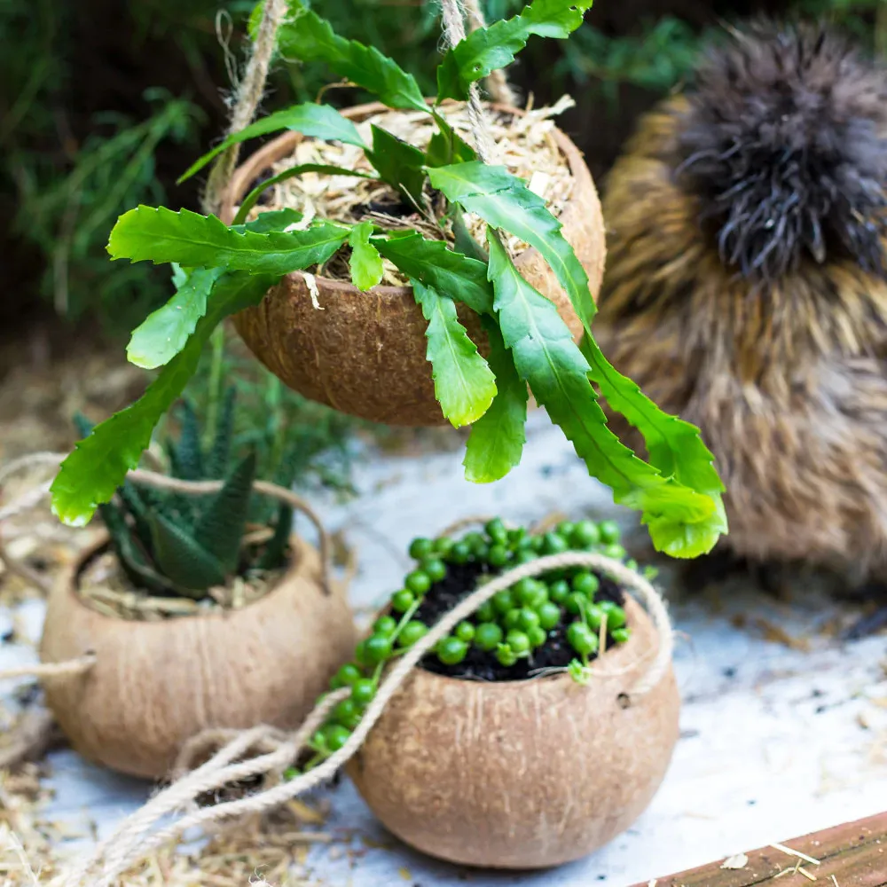 Mini Bonsai Pots Orchid Pot With Holes Hanging Flower Panter Coconut Shell  Planters for Garden Decor