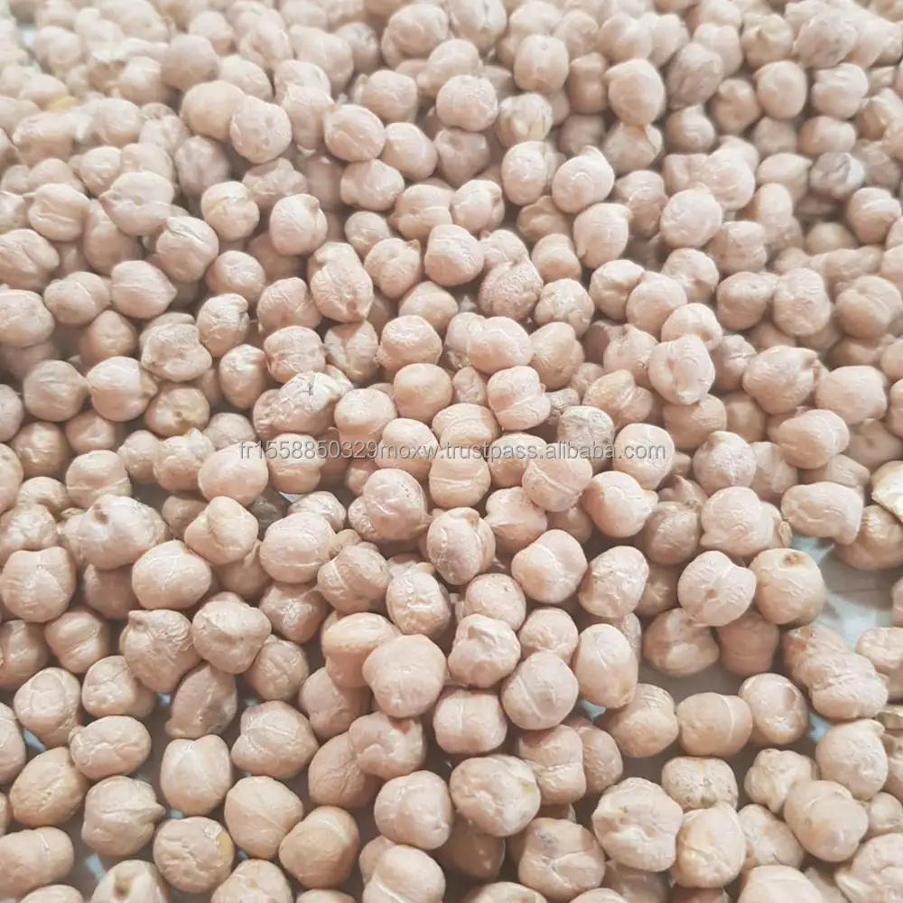 Bulgarian Chickpeas Good Quality At Factory 7 Mm 8 Mm 9 Mm Price