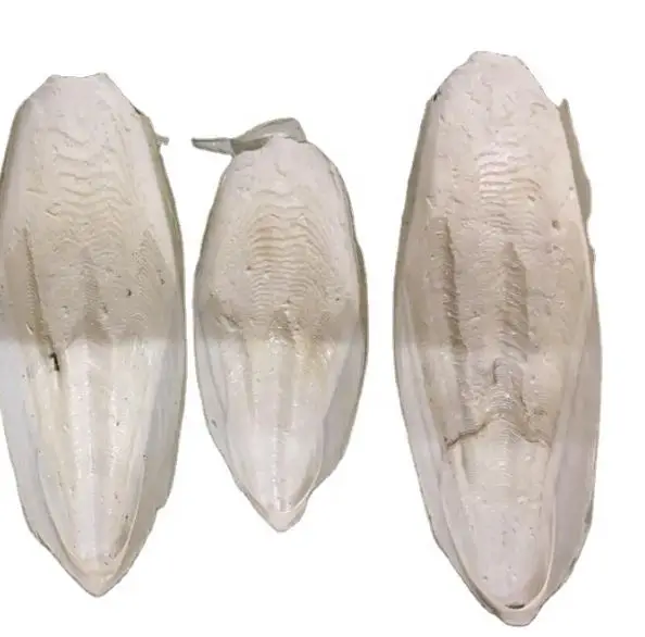 Top Quality Dried Cuttlefish Bone From Belgium 100 Sun Dried