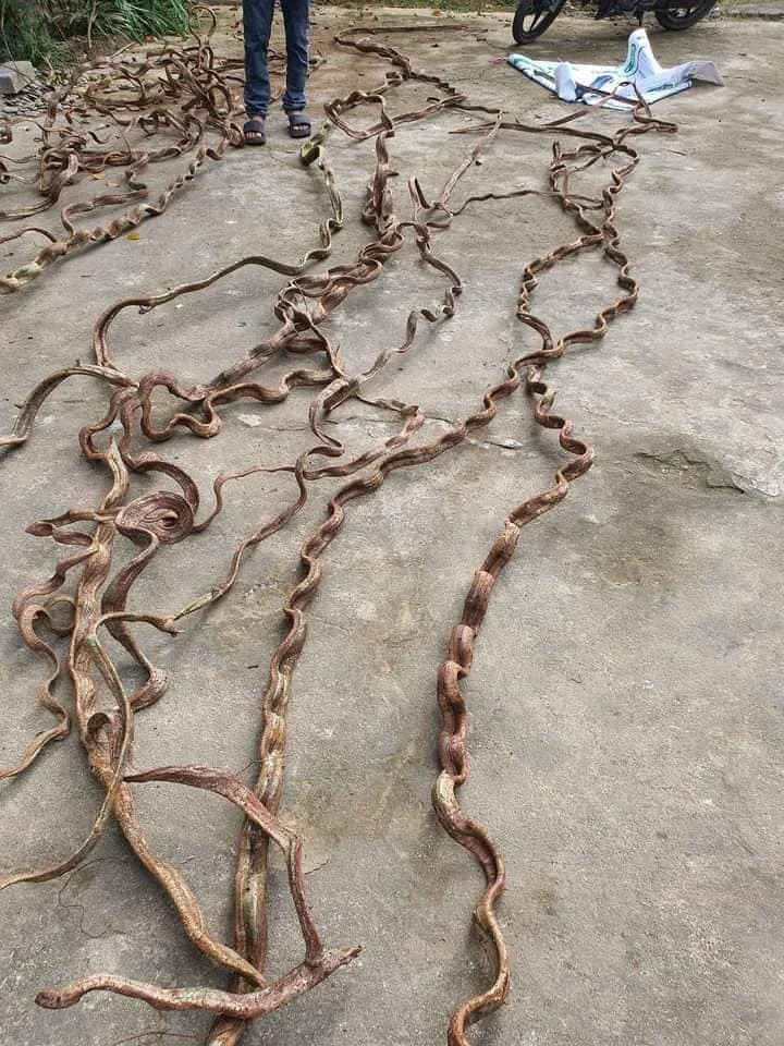 Blue Lotus Farm Hot Product Decorative Twisted Forest Rope Climbing Vines for Sale Rope Limbs and Entwines Oak Tree Liana