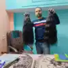 Negro