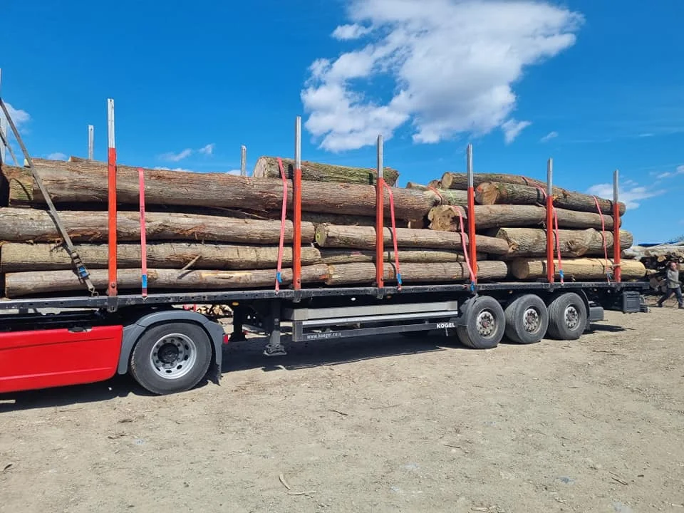 Eucalyptus Log Round Wood Tree Logs Good Price For Export Best Selling,Best Price Of Wooden
