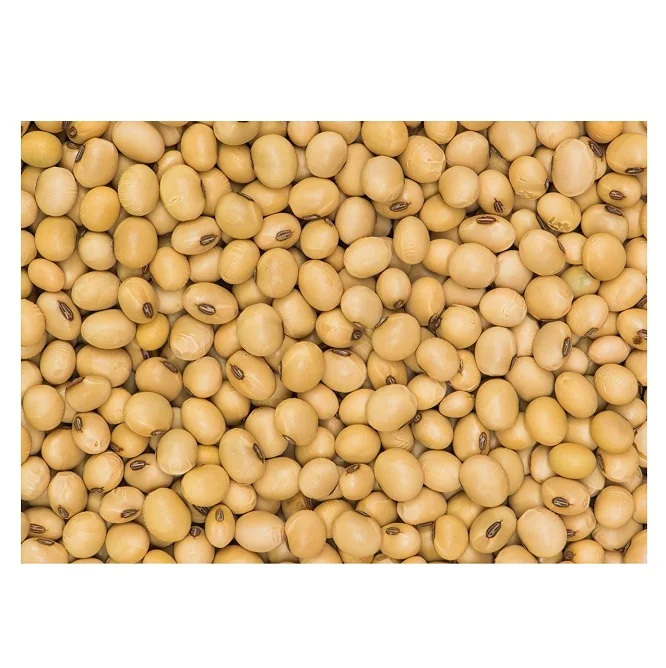 High Protein Yellow Soybean Soya Beans / Soy Bean For Sale Buy