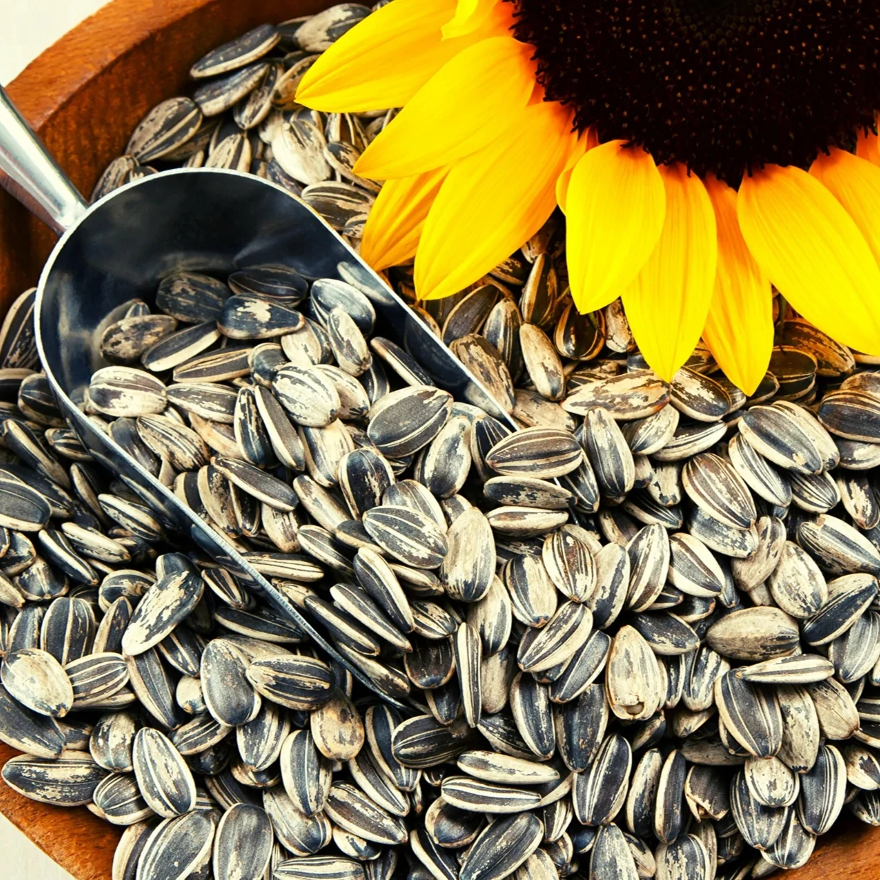 Black Sunflower Seeds High Quality New Crop Sunflower Seeds Raw