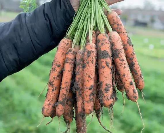 Organic Fresh Carrots Wholesale Bulk Washed & Graded 10kg Mesh Bags Orange/Red Ready to Use for Export in Competitive Price