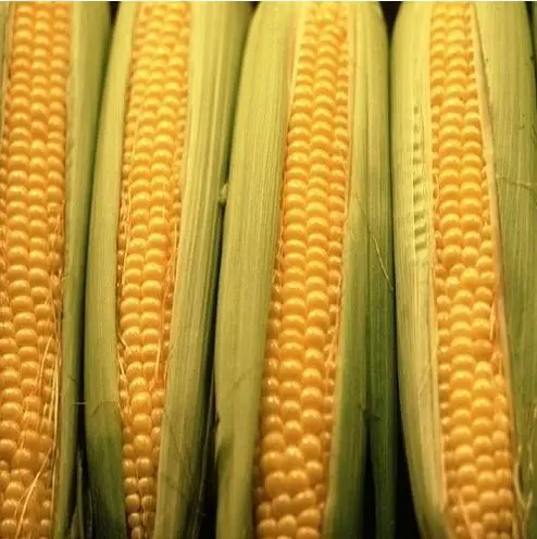 maize..jpg