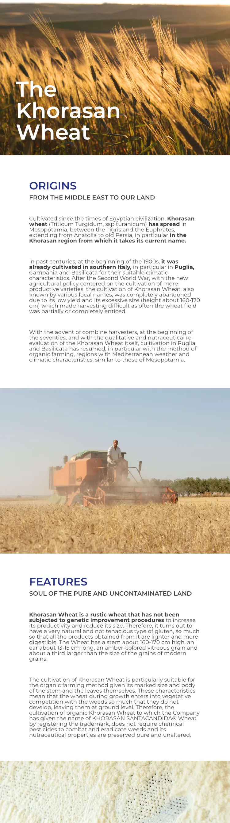 New Arrivals 2022 Italian Products Artisan Kamut Wheat Organic Pasta Paccheri Perfect With