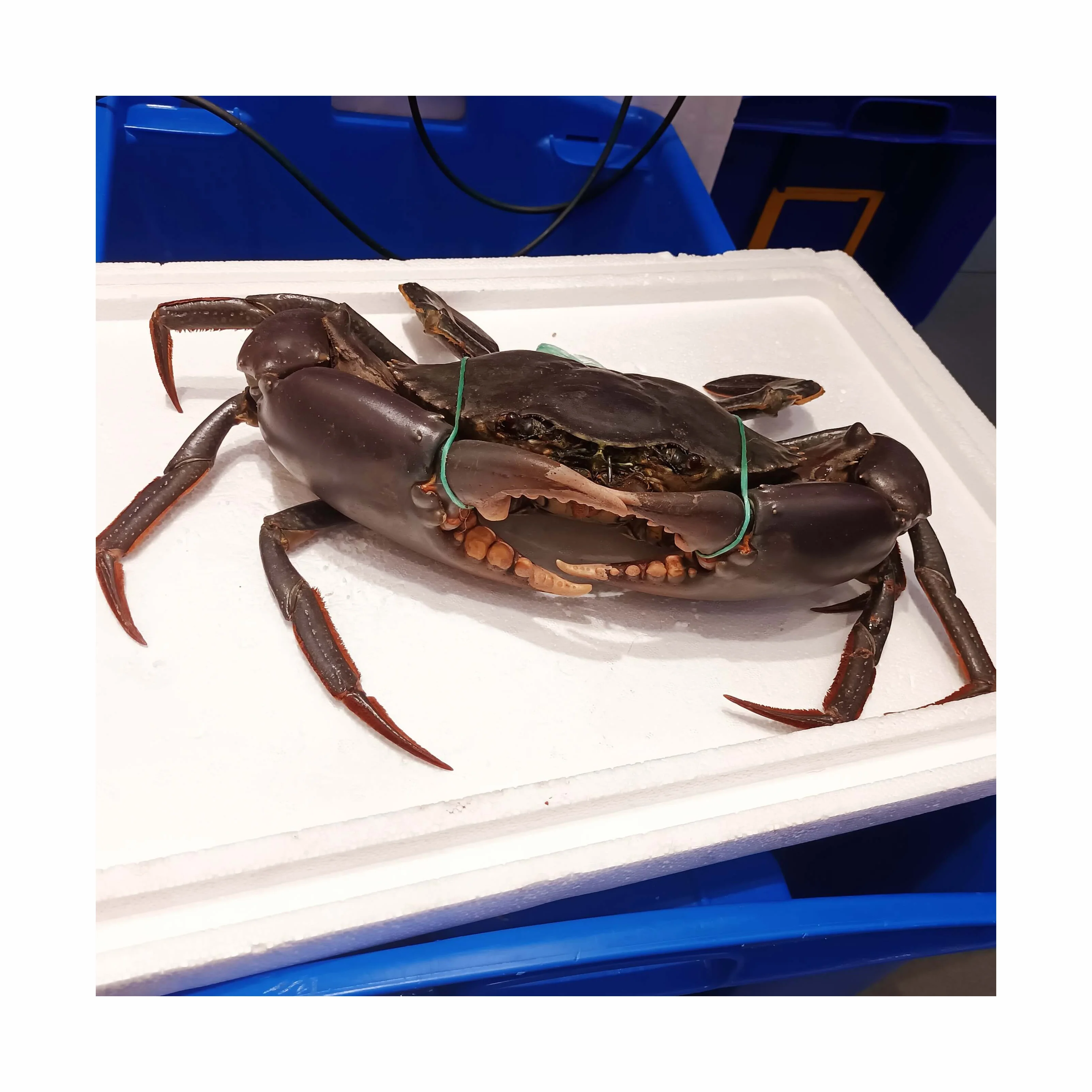 Hot Sale Live Mud Crabs,Blue Crabs,King Crabs /live Seafood/ Frozen